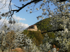 Burg Kirschbluete