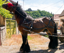 Pferd Michelsberg Pension Casa Soparla Verde