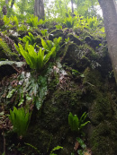 Urwald Hirschzungenfarn