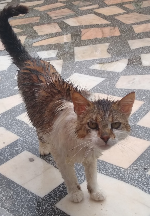 Nasser Besucher Ferienhaus Cisnadioara skaliert