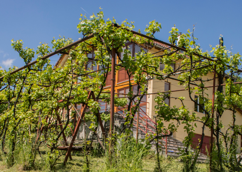 Im Frhling hinter Weinreben Ferienhaus skaliert